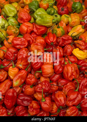 Exposition de poivrons Habanero sur une cabine dans un marché agricole Banque D'Images