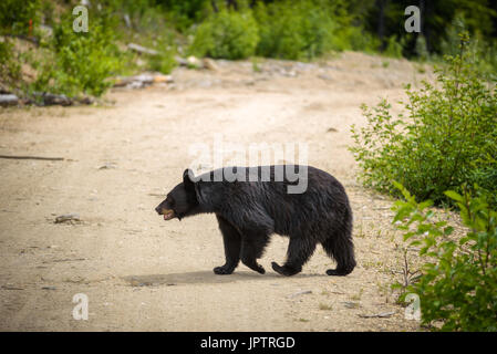 L'ours noir sauvage traversant une route dans les forêts du parc national de Banff et Jasper, Canada situé dans les montagnes Rocheuses canadiennes Banque D'Images