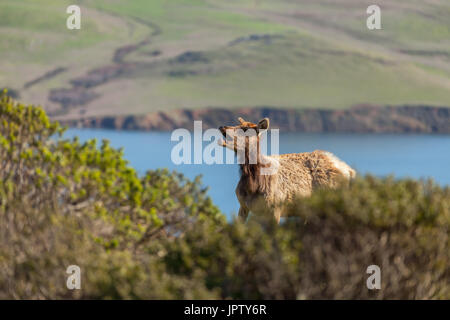 Un tule elk vache a été appelant à son troupeau au point reyes National Seashore, en Californie. Banque D'Images