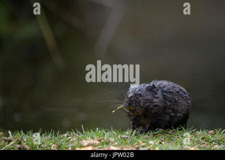 Le campagnol d'eau noire (Arvicola amphibius) - trouve principalement en Ecosse Banque D'Images