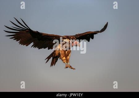 Lappetfaced vulture (Torgos tracheliotos) en vol, Zimanga Private Game Reserve, Afrique du Sud, janvier 2017 Banque D'Images