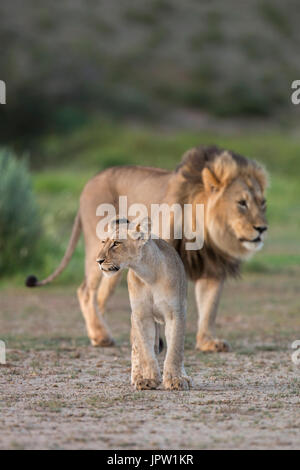 Jeune lion (Panthera leo) adulte, Kgalagadi transfrontier park, Northern Cape, Afrique du Sud, février 2017 Banque D'Images