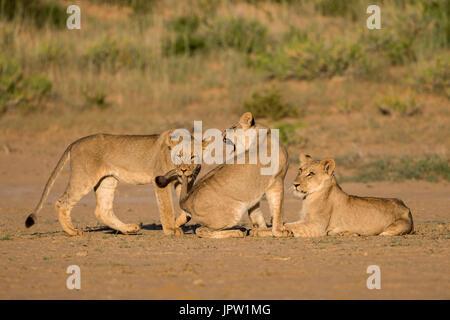 Jeunes lions (Panthera leo) de jouer, Kgalagadi transfrontier park, Northern Cape, Afrique du Sud, février 2017 Banque D'Images