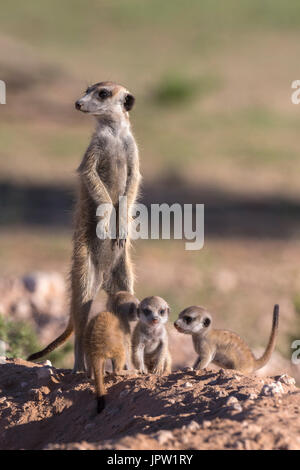 Meerkat (Suricata suricatta) avec les jeunes, Kgalagadi Transfrontier Park, Northern Cape, Afrique du Sud, janvier 2017 Banque D'Images