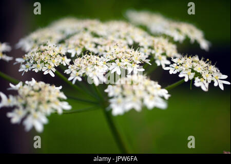 Les plantes de la Terre - Tyne Valley elder / Aegopodium podagraria Banque D'Images