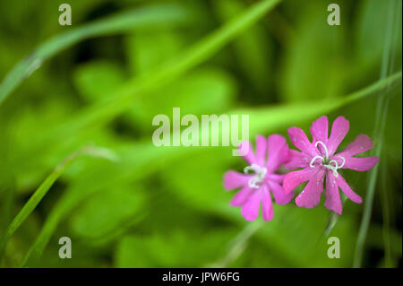 Les plantes de la Tyne Valley - rouge / campion Silene dioica Banque D'Images