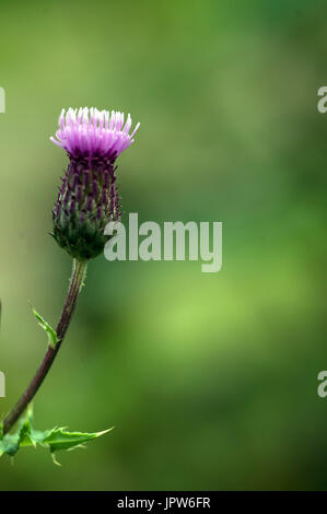 Les plantes de la mélancolie de Tyne Valley - thistle Cirsium heterophyllum / Banque D'Images