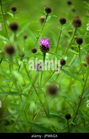 Les plantes de la mélancolie de Tyne Valley - thistle Cirsium heterophyllum / Banque D'Images