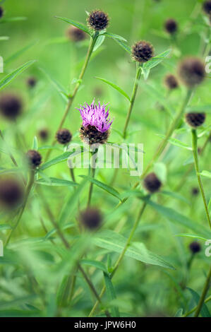 Les plantes de la mélancolie de Tyne Valley - thistle Cirsium heterophyllum / Banque D'Images