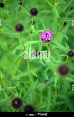 Les plantes de la mélancolie de Tyne Valley - thistle Cirsium heterophyllum / Banque D'Images