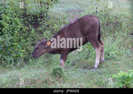 Gaur indien Banque D'Images