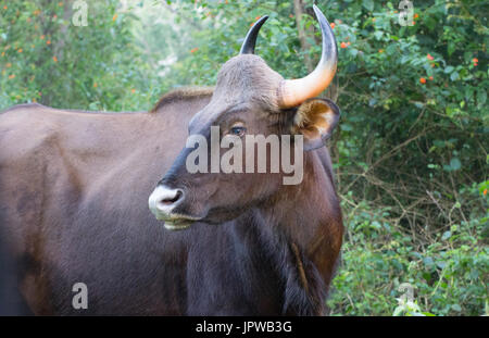 Bison Bos gaurus indiennes () Banque D'Images