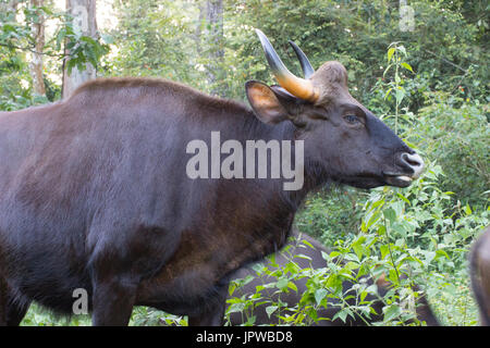 Bison Bos gaurus indiennes () Banque D'Images