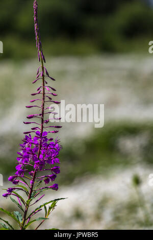 Wild Flower meadow à Slimbridge Banque D'Images