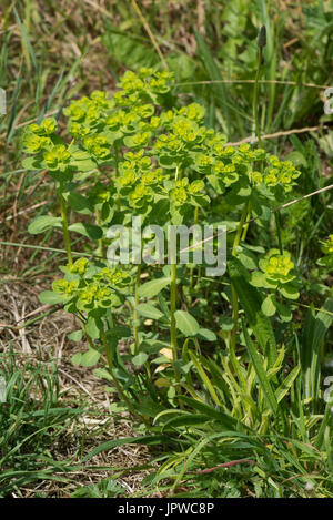 L'euphorbe ésule Euphorbia helioscopia Sun, annuelle, floraison plus arables dans les déchets au sol arable, Berkshire, Juillet Banque D'Images