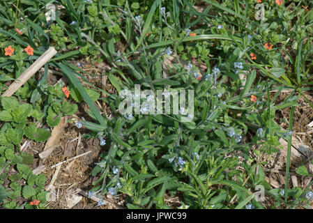 Domaine foirget-me-not, Myosotis arvensis, mauvaises herbes arables annuel croissant dans la masse des déchets avec Scarlet Pimpernel, Berkshire, Juillet Banque D'Images