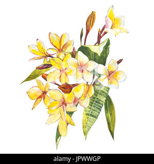 Plumeria isolé sur fond blanc. Ensemble Tropical, Aquarelle Banque D'Images