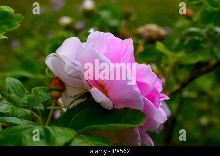 Une rose rose sur un buisson en plein air Banque D'Images