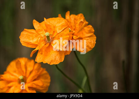 Coquelicots Gallois Orange Banque D'Images