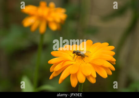 Marigold Orange fleur avec mouche Banque D'Images