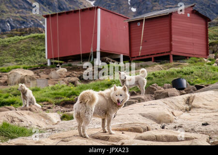 Les Huskies groenlandais (Canis lupus familiaris borealis) chaîne jusqu'à l'extérieur en été. Sisimiut (Holsteinsborg), Qeqqata, au Groenland. Banque D'Images