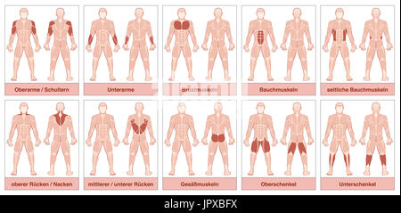 Tableau musculaire avec noms allemands - corps de l'homme avec le plus les muscles, divisé en dix cartes étiquetées avec les noms. Banque D'Images