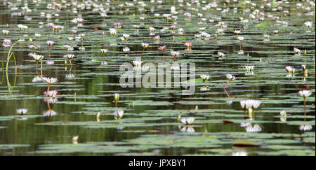 Étang Mpumalanga Afrique du Sud Banque D'Images