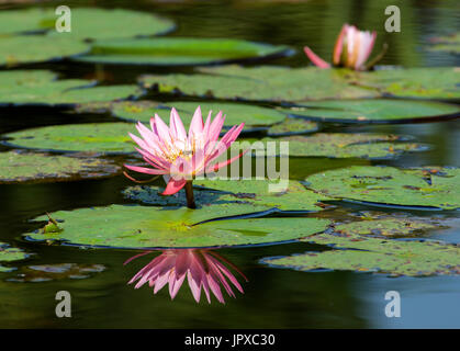 Nénuphar rose Mpumalanga Afrique du Sud Banque D'Images