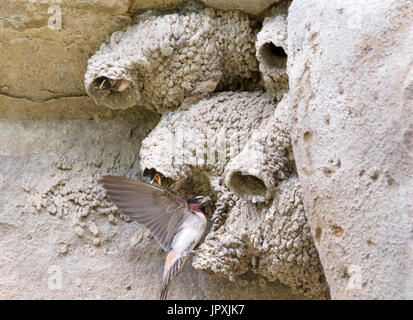 American Hirondelle à front blanc (Petrochelidon pyrrhonota) dans netlings alimentation Ledges State Park, Iowa, États-Unis Banque D'Images