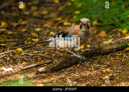 Eurasian Jay (Garrulus glandarius) sur le sol avec une cacahuète Banque D'Images