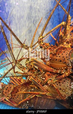 Pile de homards Banque D'Images