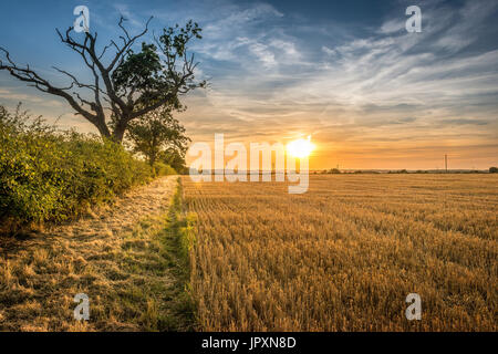 En début de soirée et le soleil commence à se coucher sur les terres agricoles dans le Lincolnshire Fens Banque D'Images