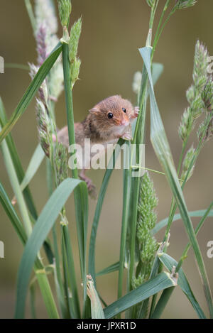 Une seule souris solitaire grimpant brins de l'herbe et s'étend entre eux dressée verticalement. Banque D'Images