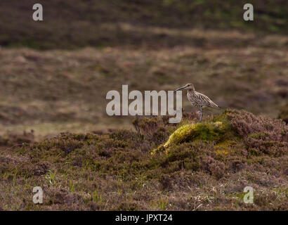 Cottascarth RSPB à courlis Orkney Islands Banque D'Images