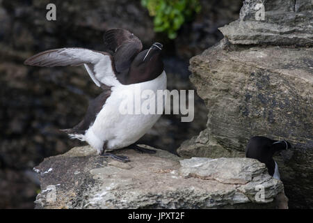 Loi rasoir Marwick Head Orkney Banque D'Images