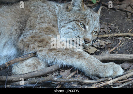 Les lynx Banque D'Images