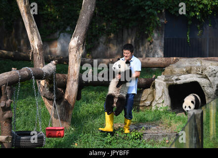 Chongqing, Chine, la municipalité de Chongqing. 3e août, 2017. Yanqiang Yin joue avec un panda géant à l'extérieur à l'Chongqing Zoo, le sud-ouest de la Chine, la municipalité de Chongqing, Août 3, 2017. Yanqiang Yin, directeur technique de panda géant maison de Chongqing Zoo, est appelé comme papa' de pandas". Il a travaillé ici pendant 4 ans puisqu'il est diplômé de l'Institut de Zoologie de l'Académie chinoise des sciences. Credit : Wang Quanchao/Xinhua/Alamy Live News Banque D'Images