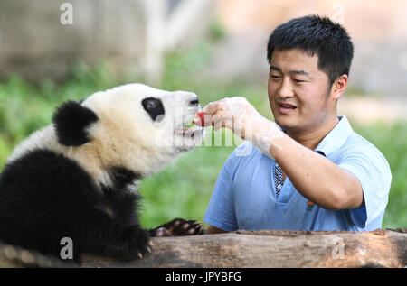 Chongqing, Chine, la municipalité de Chongqing. 3e août, 2017. Yanqiang Yin alimente un panda géant avec apple au Zoo de Chongqing, dans le sud-ouest de la municipalité de Chongqing en Chine, le 3 août, 2017. Yanqiang Yin, directeur technique de panda géant maison de Chongqing Zoo, est appelé comme papa' de pandas". Il a travaillé ici pendant 4 ans puisqu'il est diplômé de l'Institut de Zoologie de l'Académie chinoise des sciences. Credit : Wang Quanchao/Xinhua/Alamy Live News Banque D'Images