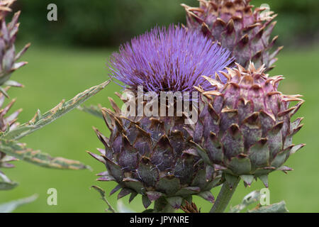 Le chardon géant, le Cynara cardunculus, également connu sous le nom de cardons. Banque D'Images