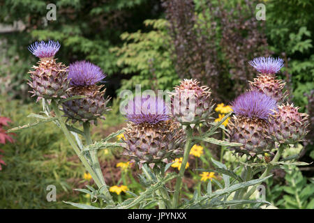 Le chardon géant, le Cynara cardunculus, également connu sous le nom de cardons. Banque D'Images