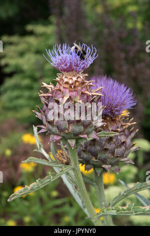 Le chardon géant, le Cynara cardunculus, également connu sous le nom de cardons. Banque D'Images