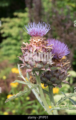 Le chardon géant, le Cynara cardunculus, également connu sous le nom de cardons. Banque D'Images