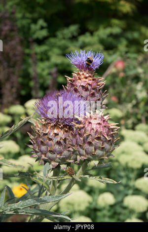 Le chardon géant, le Cynara cardunculus, également connu sous le nom de cardons. Banque D'Images