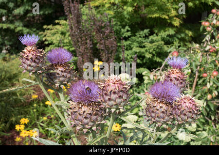 Le chardon géant, le Cynara cardunculus, également connu sous le nom de cardons. Banque D'Images