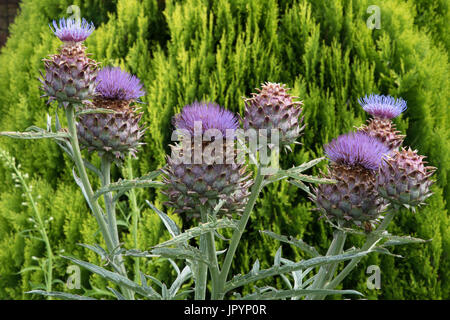 Le chardon géant, le Cynara cardunculus, également connu sous le nom de cardons. Banque D'Images