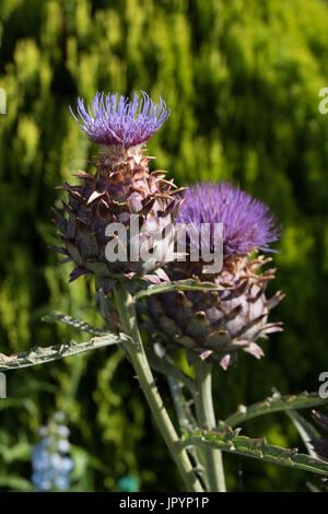 Le chardon géant, le Cynara cardunculus, également connu sous le nom de cardons. Banque D'Images