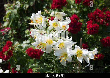 Lys blancs très parfumés, Lilium Regal Album et roses rouges « Flower Carpet » à l'arrière. Banque D'Images
