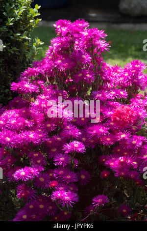 Lampranthus spectabilis Banque D'Images