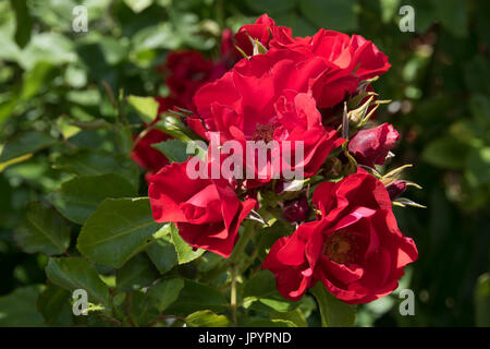 "Une fleur rouge écarlate des tapis rose bush Banque D'Images
