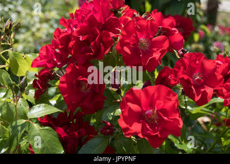 "Une fleur rouge écarlate des tapis rose bush Banque D'Images